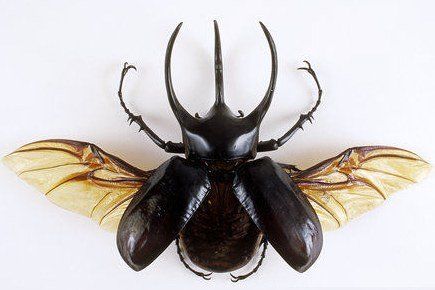 Detail Kumbang Badak Jepang Nomer 22