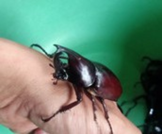 Detail Kumbang Badak Jepang Nomer 23