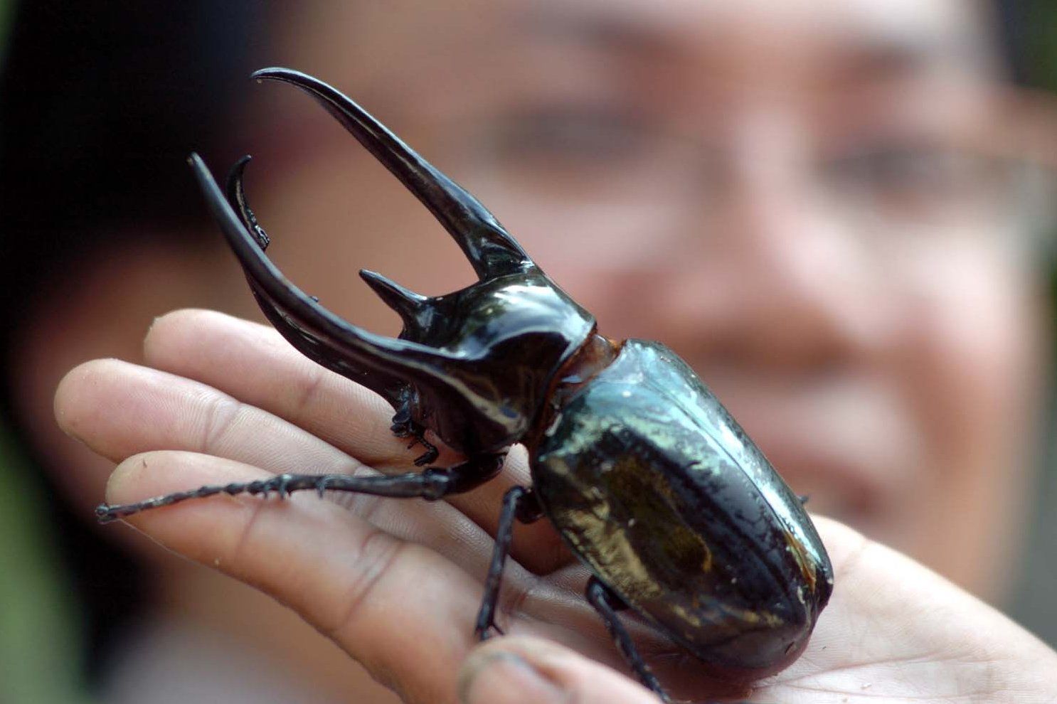 Detail Kumbang Badak Jepang Nomer 4