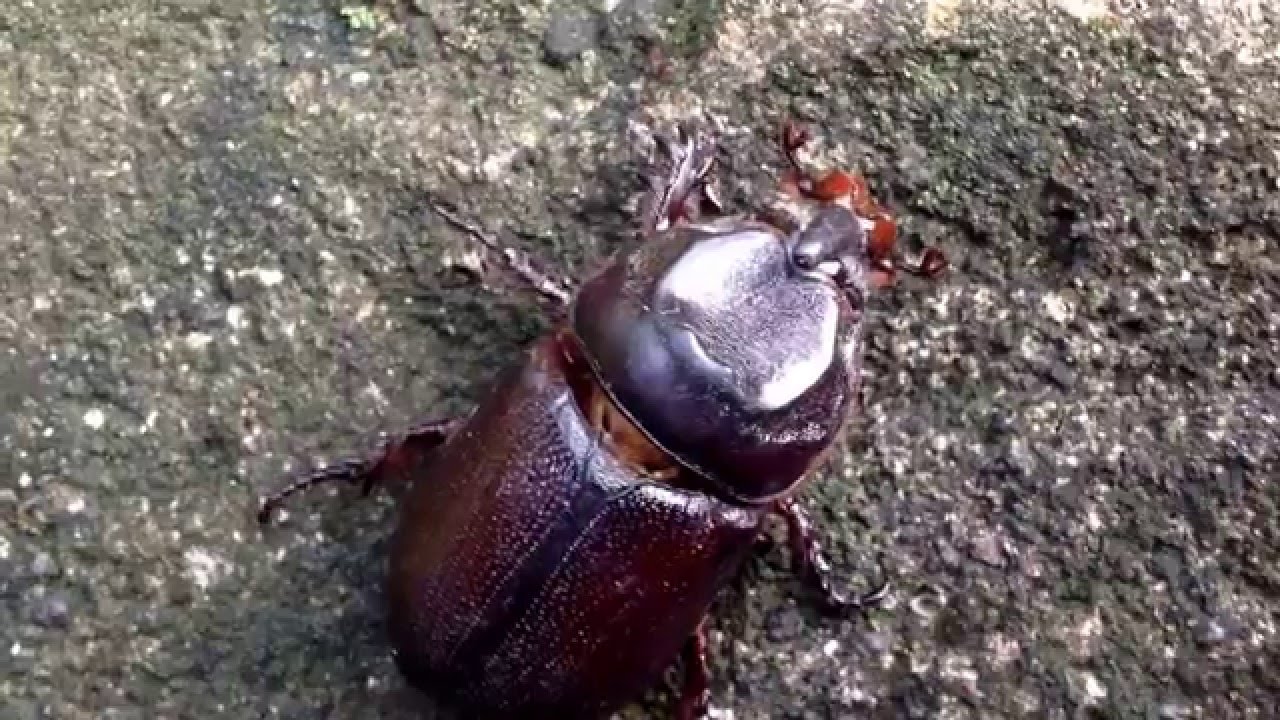 Detail Kumbang Badak Jepang Nomer 26