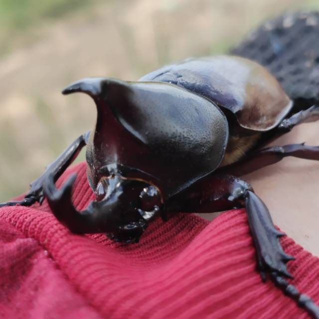 Detail Kumbang Badak Jepang Nomer 27