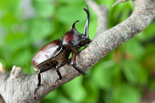 Detail Kumbang Badak Jepang Nomer 28