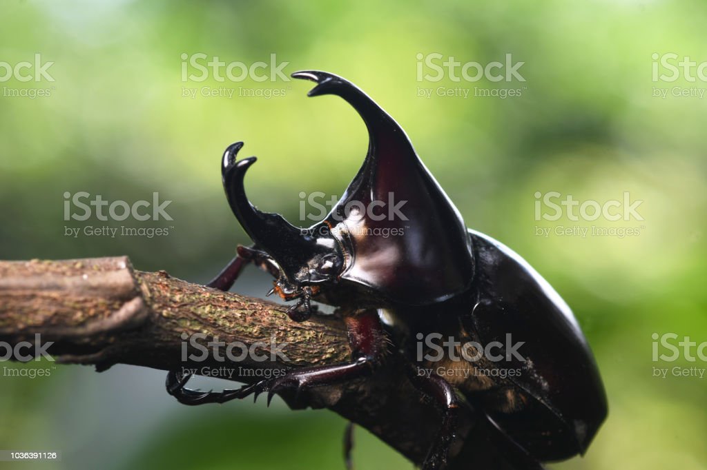 Detail Kumbang Badak Jepang Nomer 30