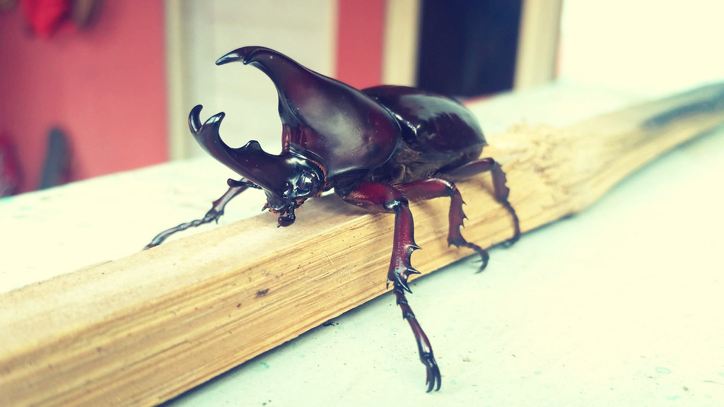 Detail Kumbang Badak Jepang Nomer 34