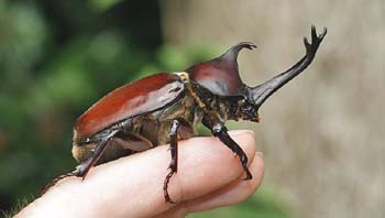 Detail Kumbang Badak Jepang Nomer 5