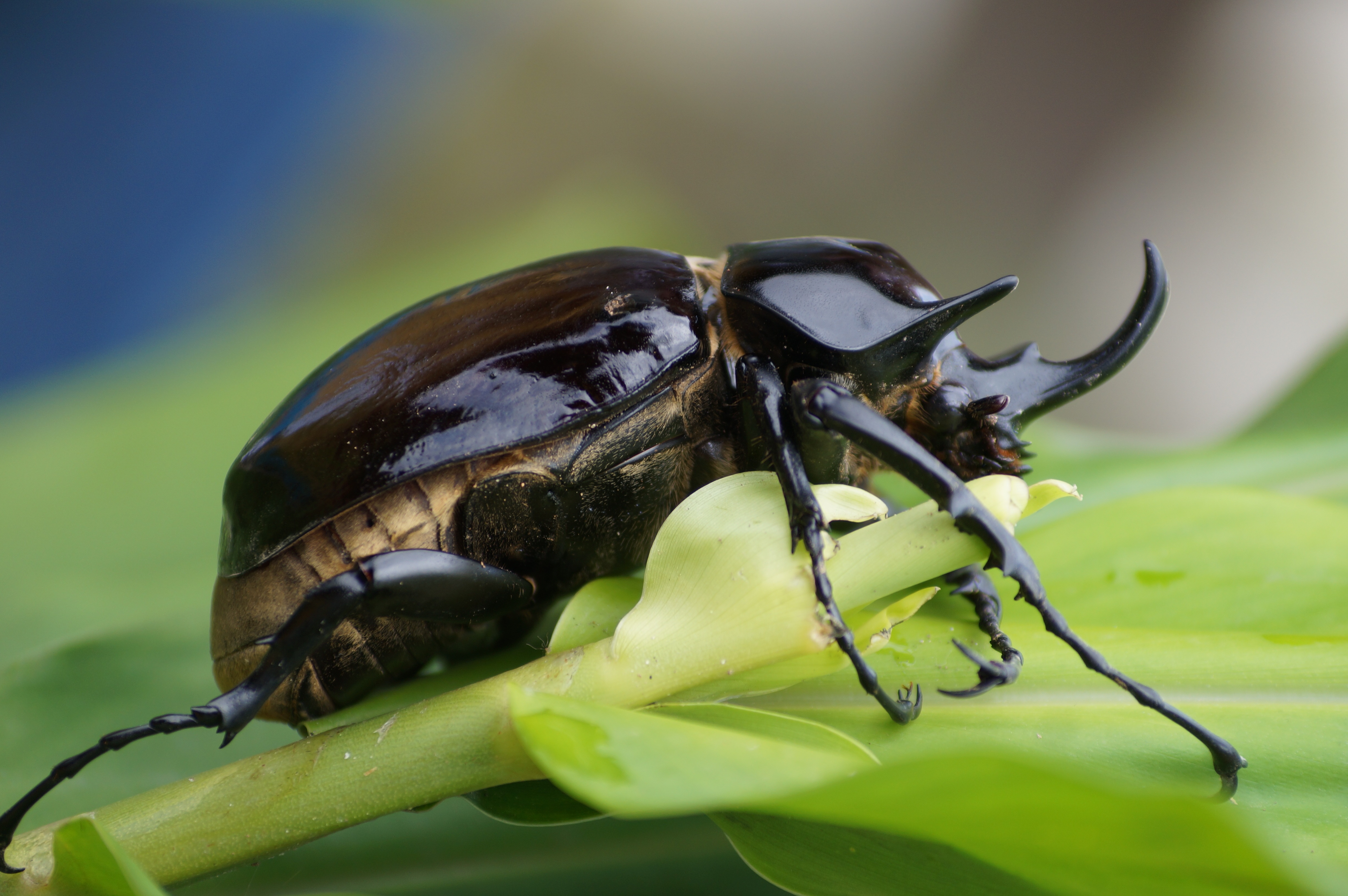 Detail Kumbang Badak Jepang Nomer 36