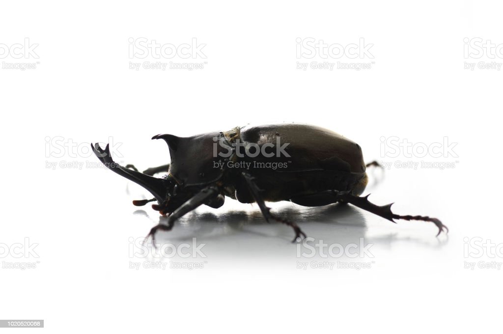 Detail Kumbang Badak Jepang Nomer 38