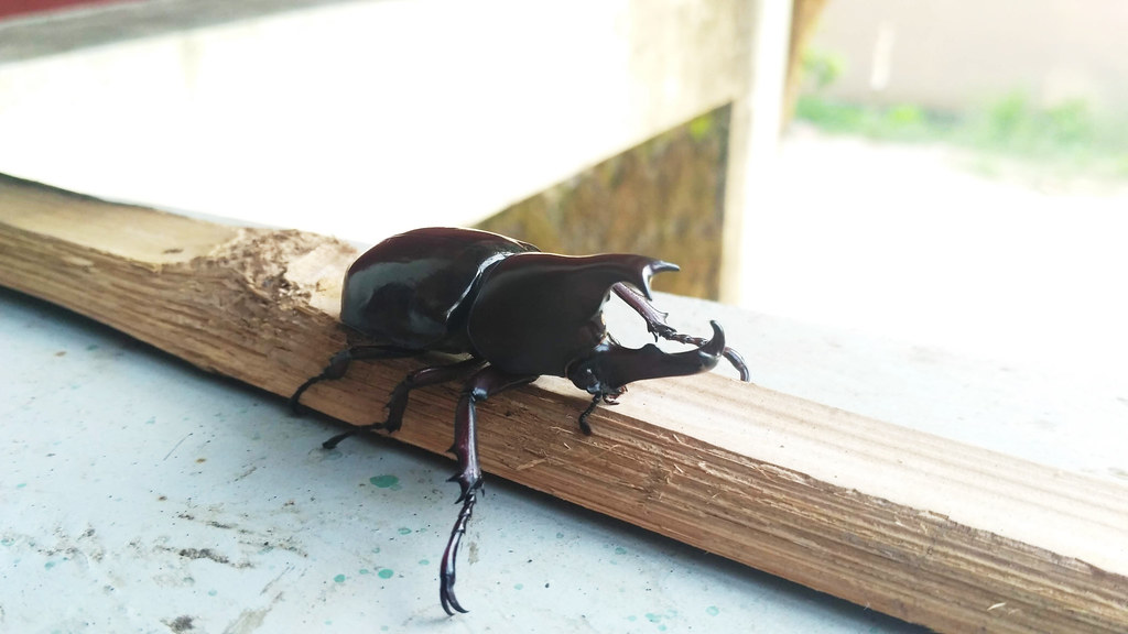 Detail Kumbang Badak Jepang Nomer 39