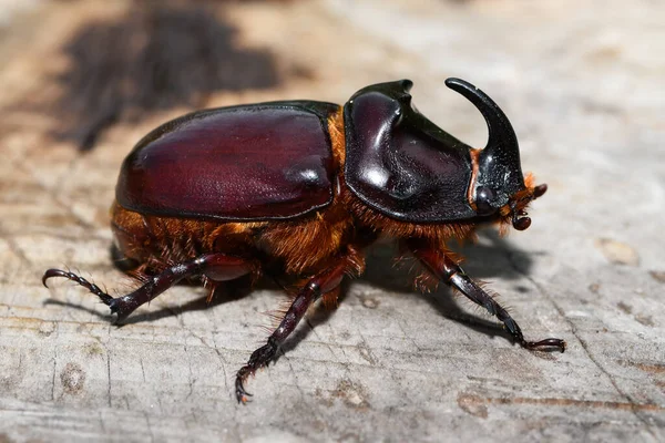 Detail Kumbang Badak Jepang Nomer 40