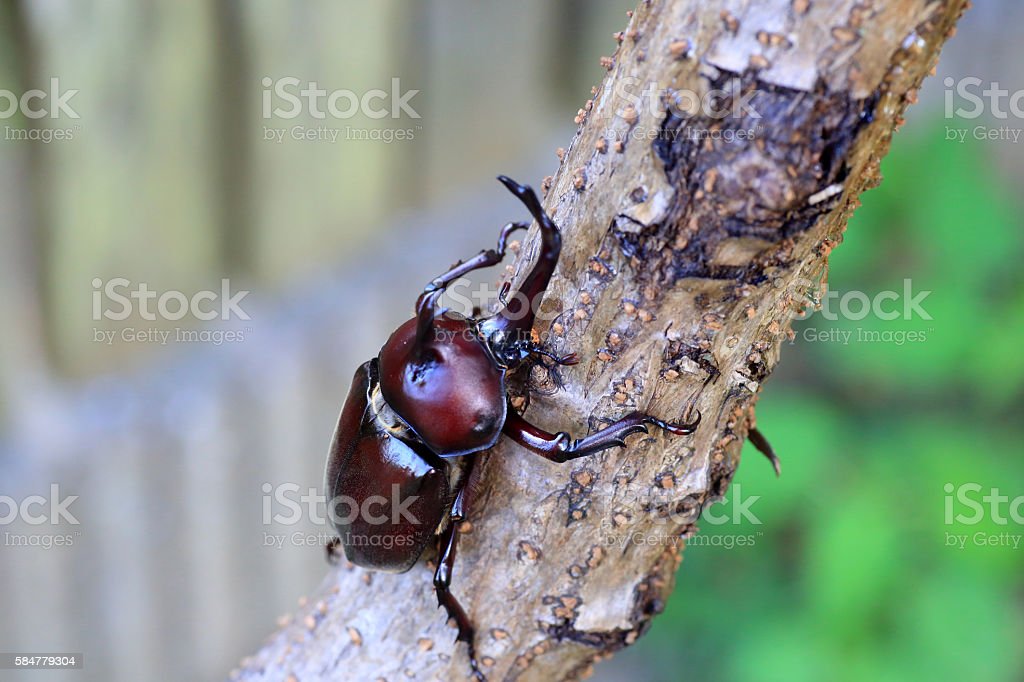 Detail Kumbang Badak Jepang Nomer 41