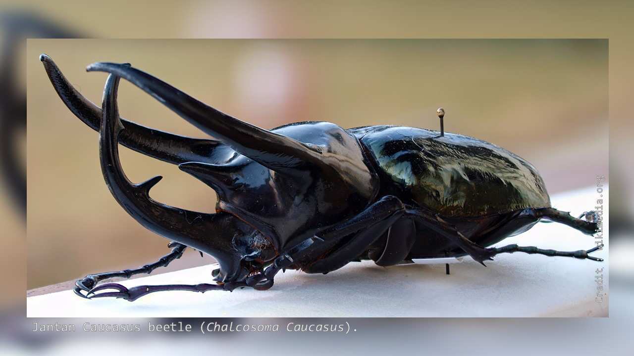 Detail Kumbang Badak Jepang Nomer 42