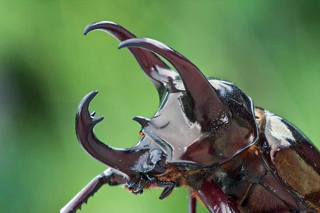 Detail Kumbang Badak Jepang Nomer 43