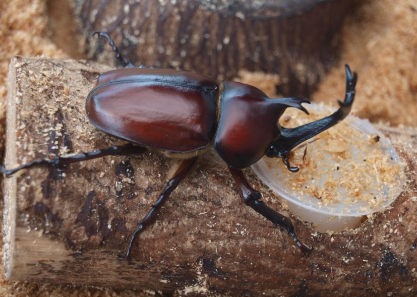Detail Kumbang Badak Jepang Nomer 6