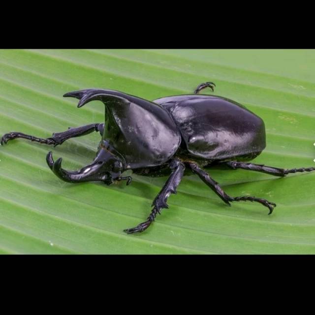 Detail Kumbang Badak Jepang Nomer 44
