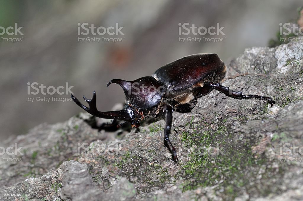 Detail Kumbang Badak Jepang Nomer 45