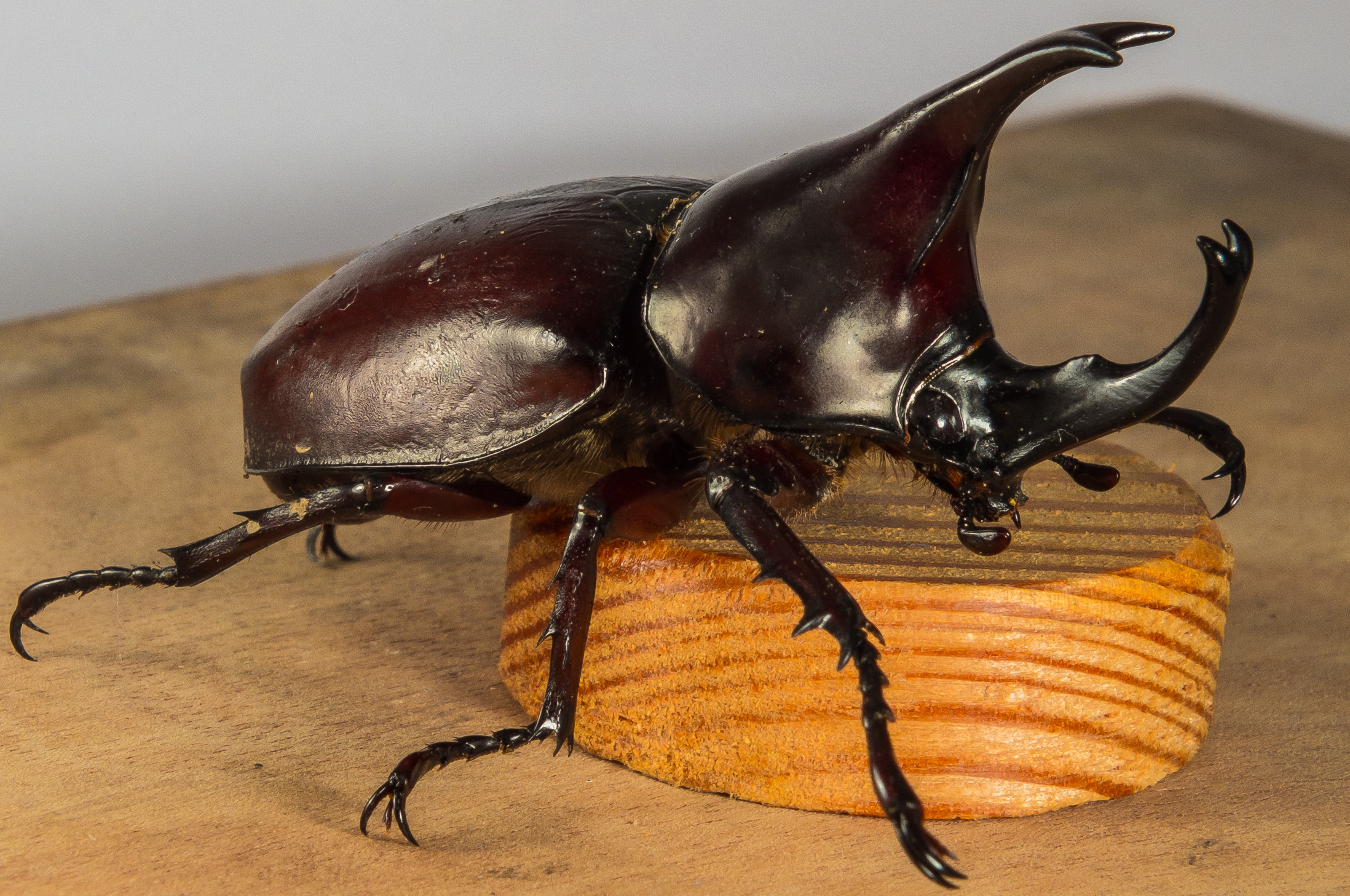 Detail Kumbang Badak Jepang Nomer 47