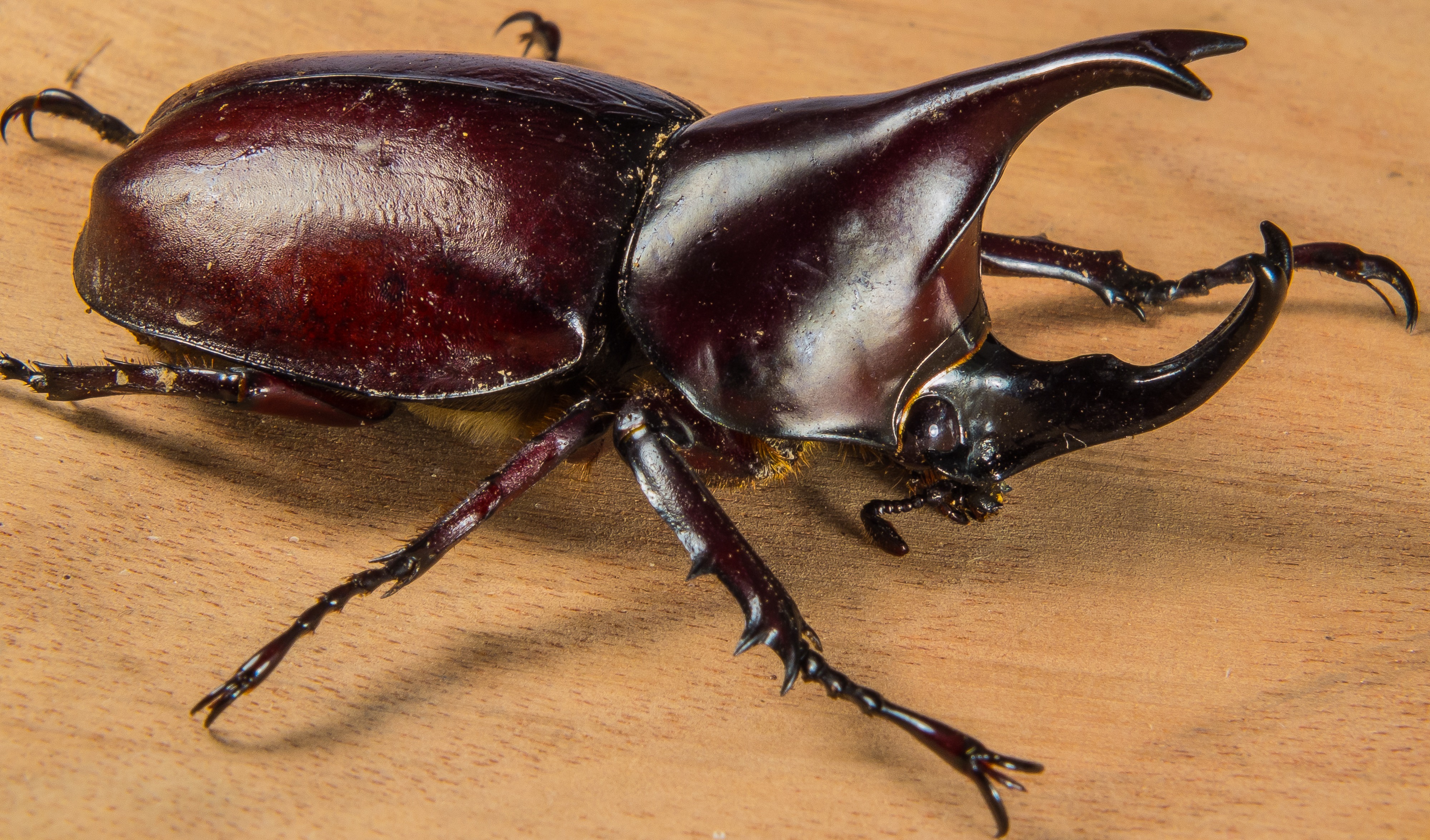 Detail Kumbang Badak Jepang Nomer 49