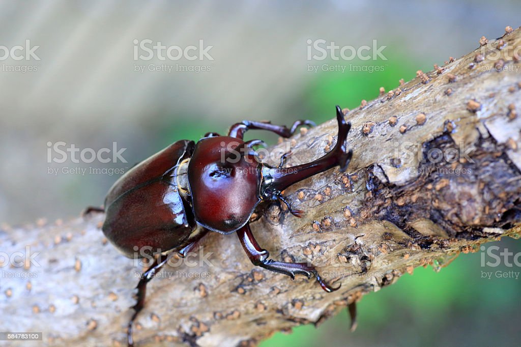Detail Kumbang Badak Jepang Nomer 50