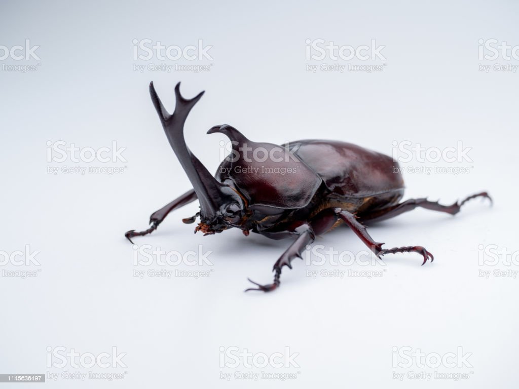 Detail Kumbang Badak Jepang Nomer 8