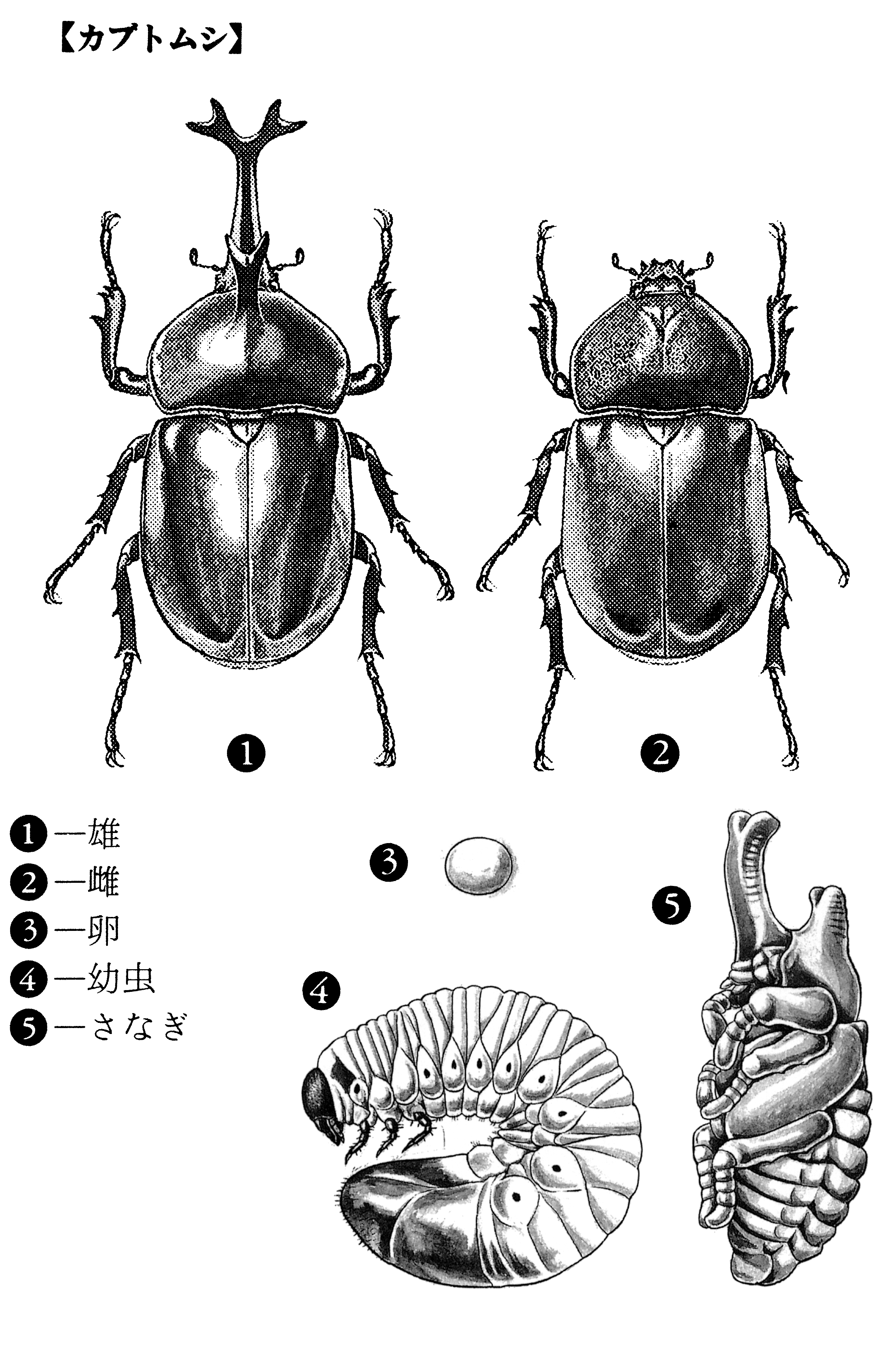Detail Kumbang Badak Jepang Nomer 9