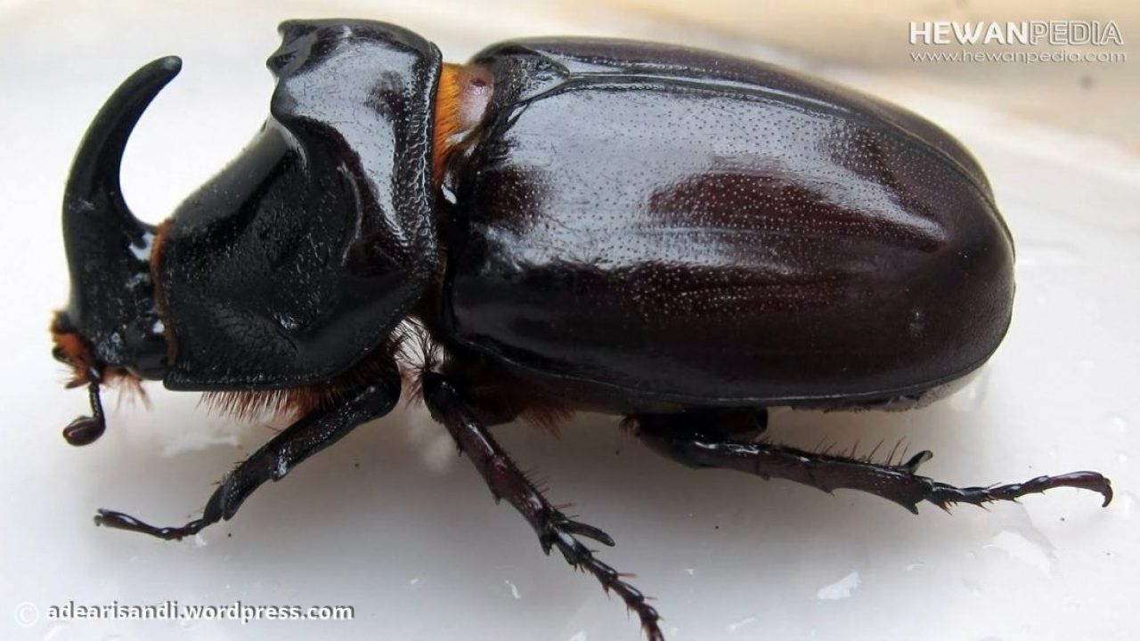 Detail Kumbang Badak Jepang Nomer 10