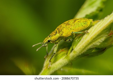 Detail Kumbang In English Nomer 26