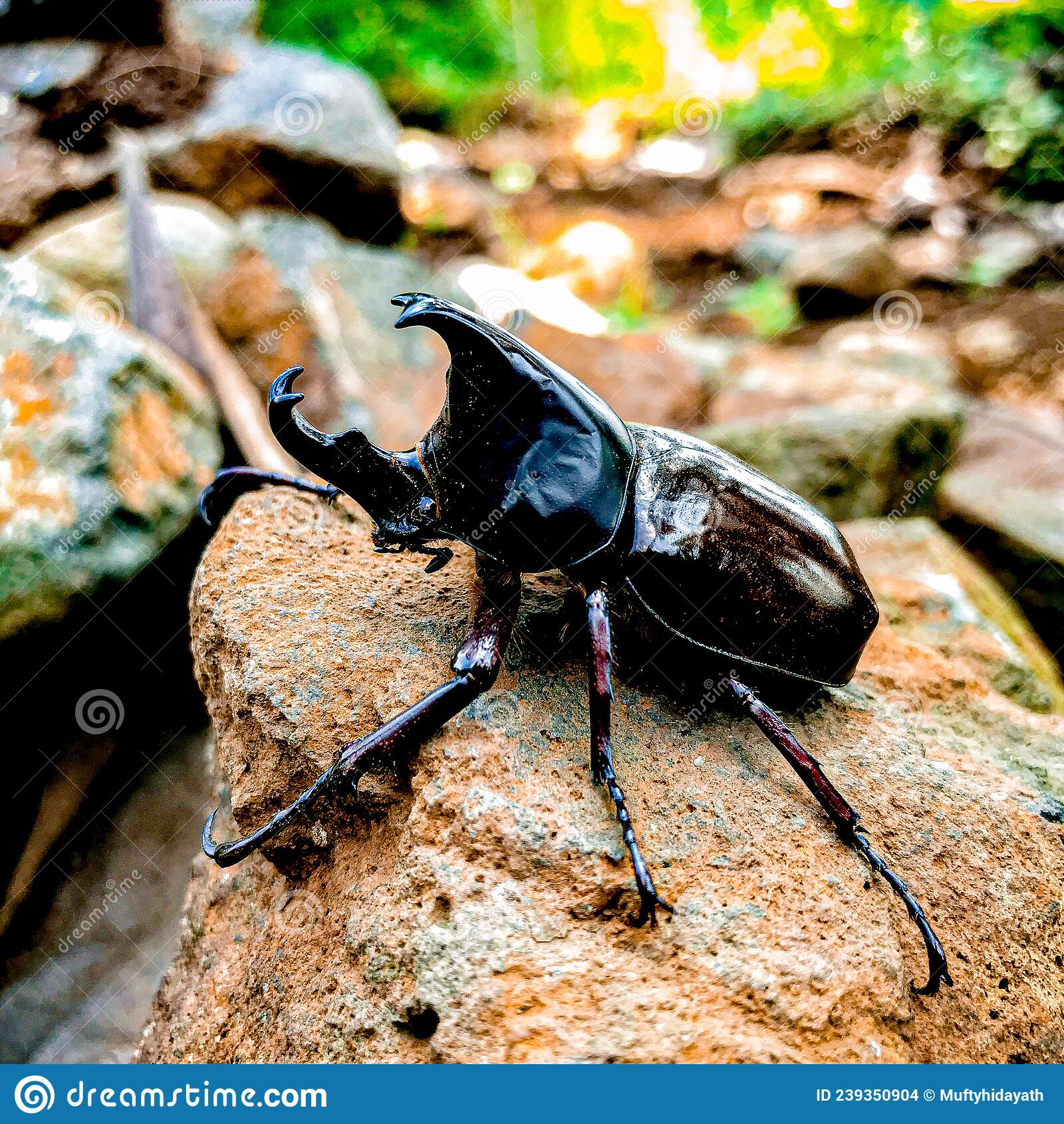 Detail Kumbang In English Nomer 27