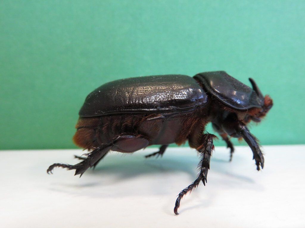 Detail Kumbang In English Nomer 51