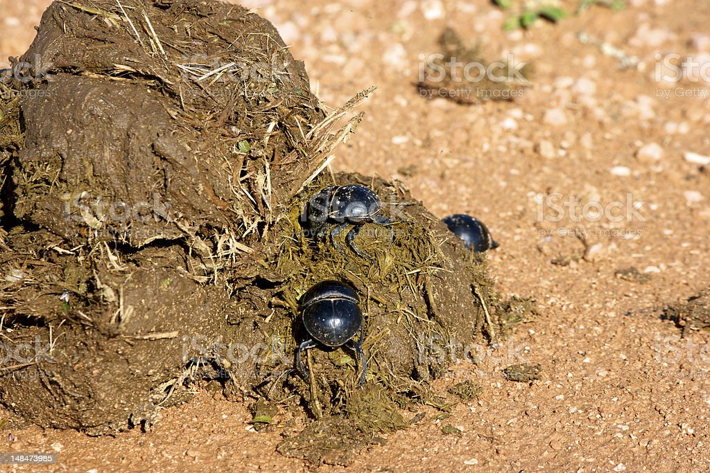 Detail Kumbang Kumbang Di Taman Nomer 46