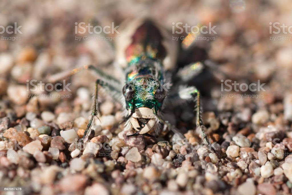 Detail Kumbang Kumbang Di Taman Nomer 54