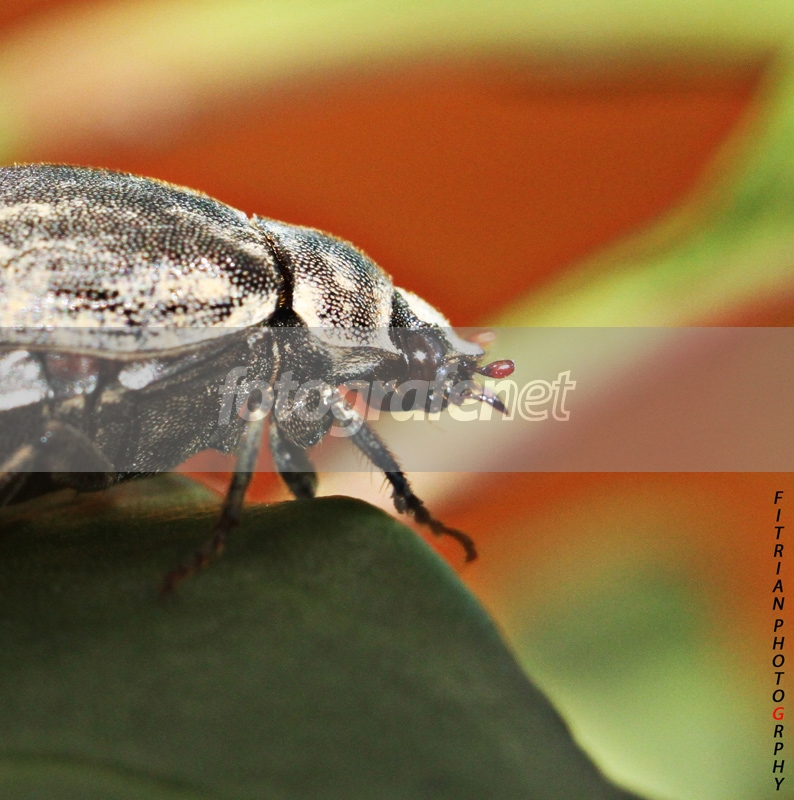 Detail Kumbang Kumbang Di Taman Nomer 57