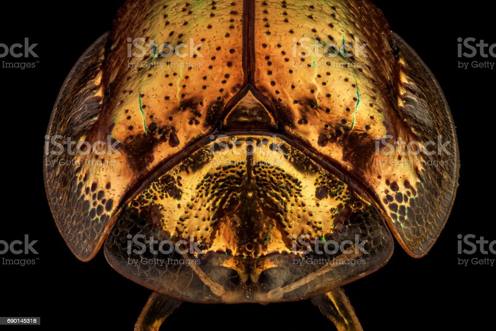 Detail Kumbang Kura Kura Emas Nomer 23