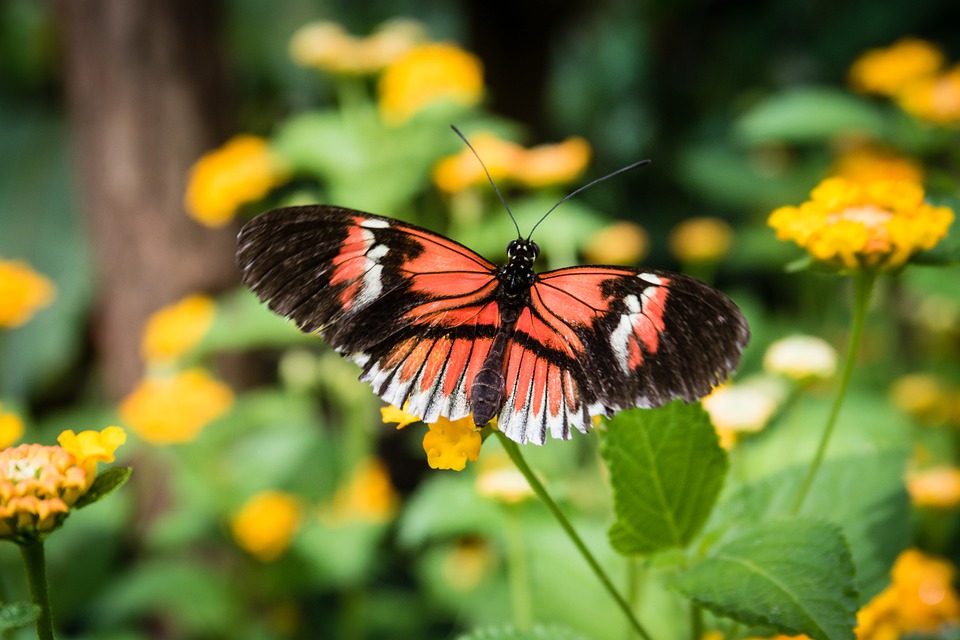 Detail Kupu Dan Bunga Nomer 54