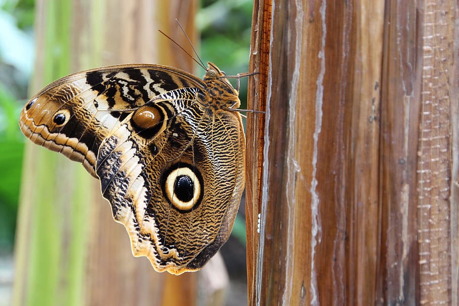 Detail Kupu Kupu Burung Hantu Nomer 53