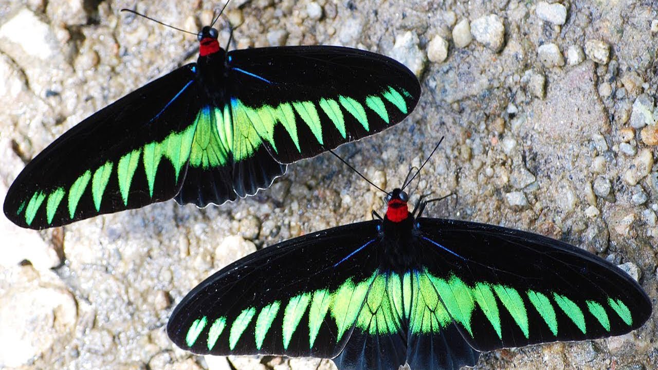 Detail Kupu Kupu Sayap Burung Peri Nomer 16