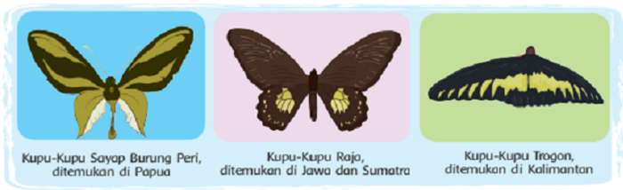 Detail Kupu Kupu Sayap Burung Peri Nomer 44