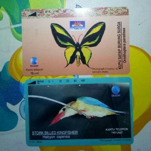 Detail Kupu Kupu Sayap Burung Surga Nomer 38