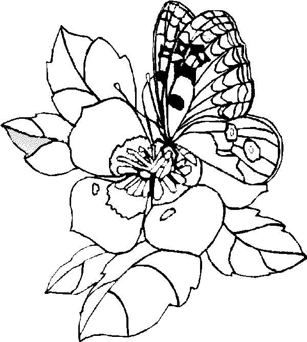 Detail Mewarnai Kupu Kupu Dan Bunga Nomer 23
