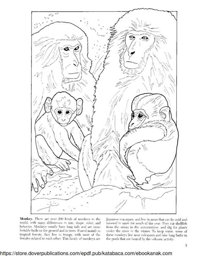 Detail Mewarnai Monyet Nomer 44