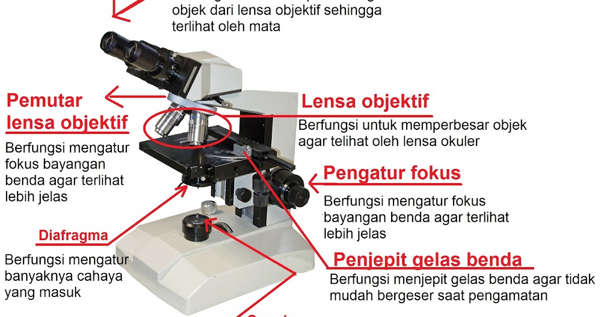 Detail Mewarnai Rumah Gambar Mikroskop Cahaya Nomer 42