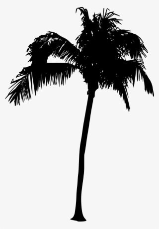 Download Miami Palm Trees Png Nomer 11