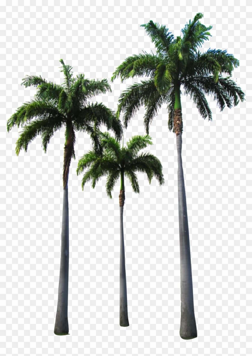 Detail Miami Palm Trees Png Nomer 4