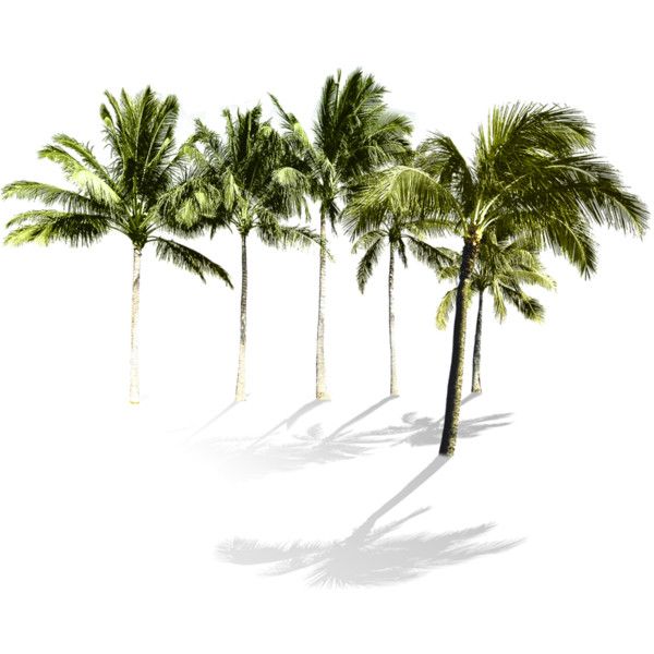Detail Miami Palm Trees Png Nomer 30