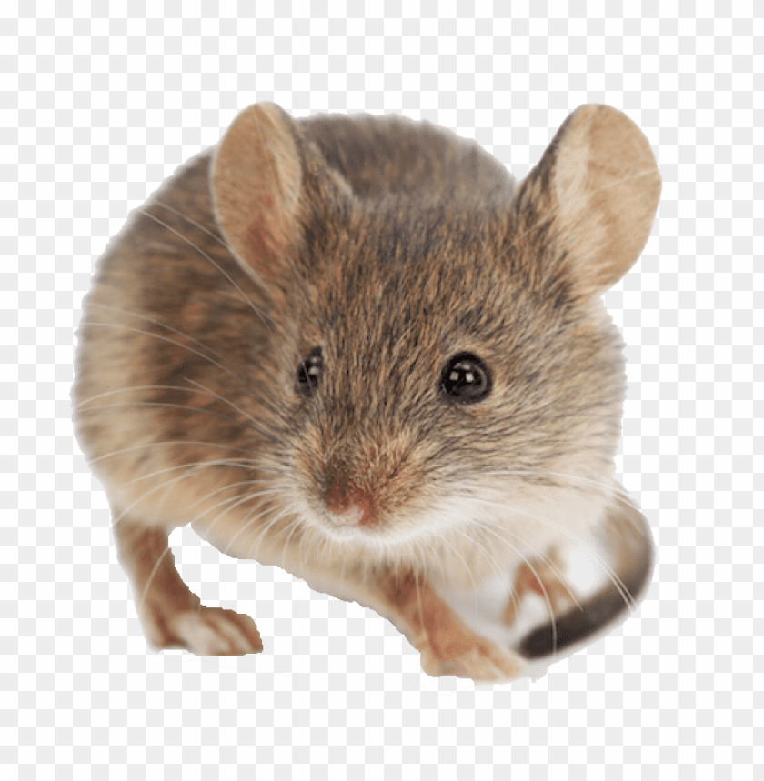 Detail Mice Png Nomer 12