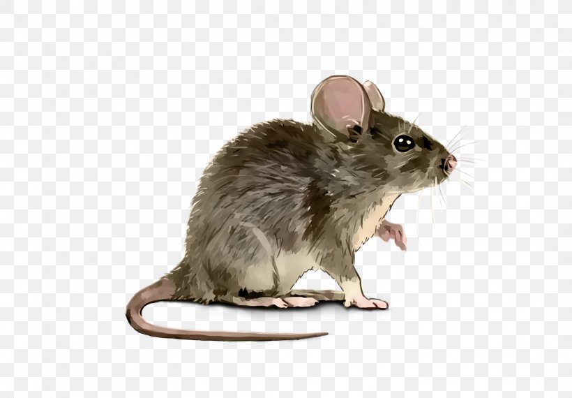 Detail Mice Png Nomer 14