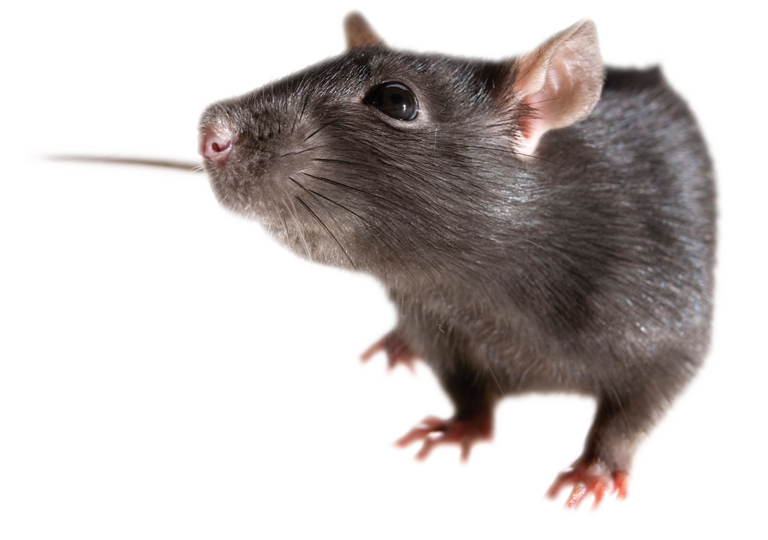 Detail Mice Png Nomer 30