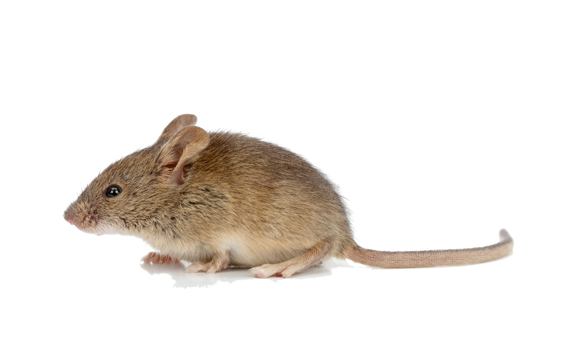 Detail Mice Png Nomer 5