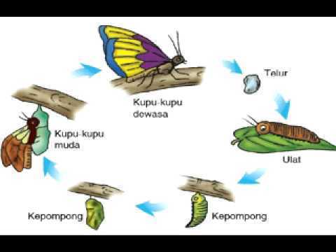 Detail Kupu Kupu Ulat Sutra Nomer 23