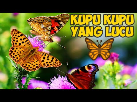 Detail Kupu2 Yang Lucu Nomer 56