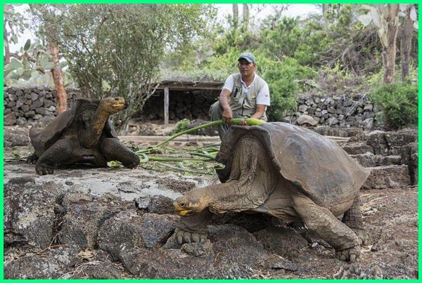 Detail Kura Kura Aldabra Terbesar Nomer 6